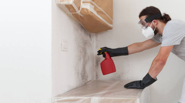 Professional Basement Mold Removal technician working in Sachse, TX