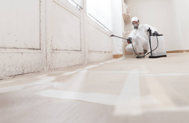 24/7 Emergency Basement Mold Removal experts in Sachse, TX