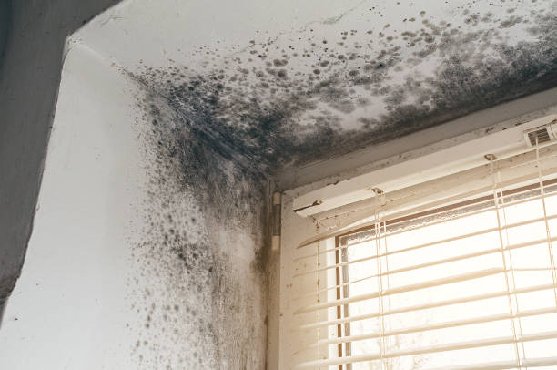 Affordable Basement Mold Removal solutions in Sachse, TX