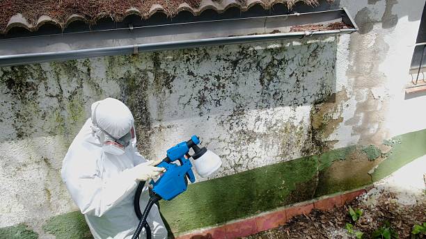 Top rated local Basement Mold Removal specialists in Sachse, TX